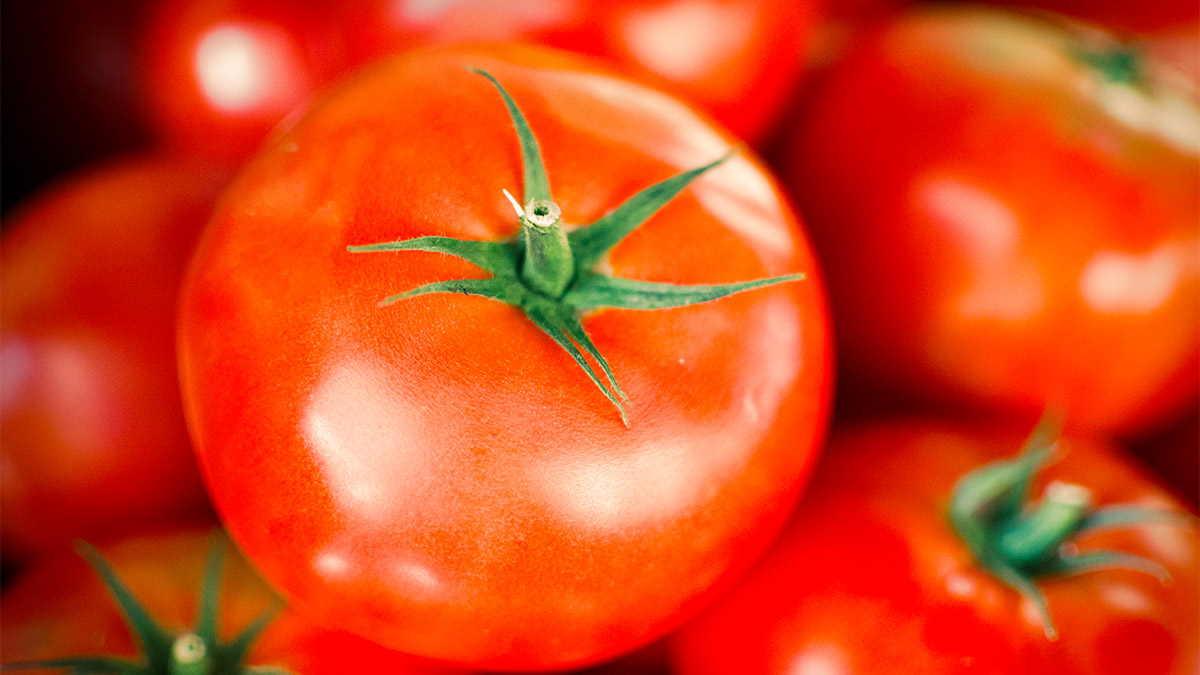 México logra acuerdo con EE.UU. y evita aranceles al tomate