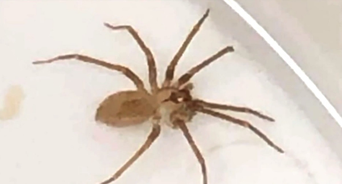 Retiran araña violinista de oído de mujer en Estados Unidos