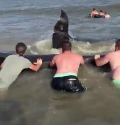 Mueren 20 de 50 ballenas varadas en Islandia - auxilio-a-ballenas-encalladas-en-islandia