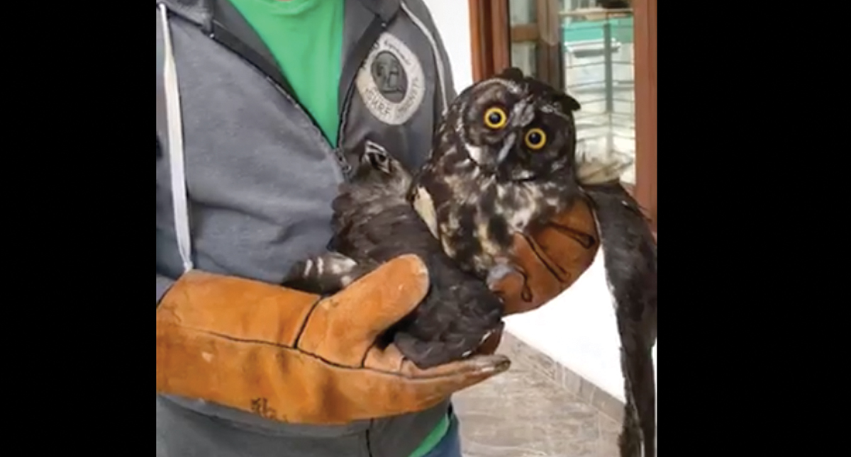 Sacrifican a búho en peligro de extinción tras ataque a pedradas