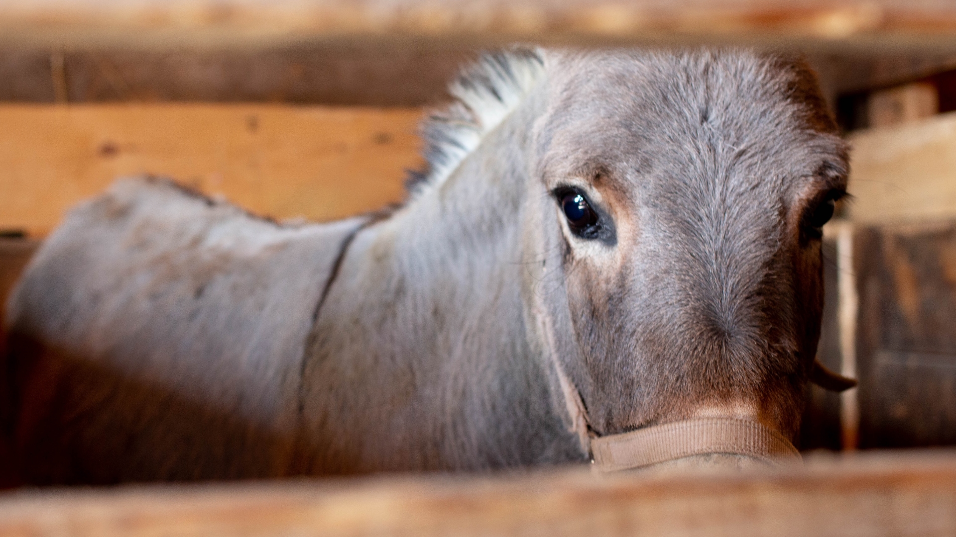 Encarcelan a burro en comunidad de Zimatlán, Oaxaca