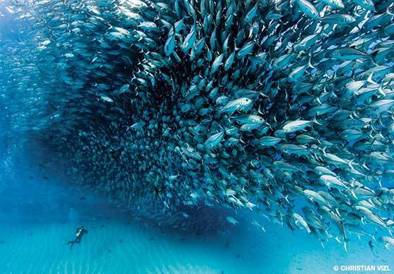 Los mejores lugares para bucear en México