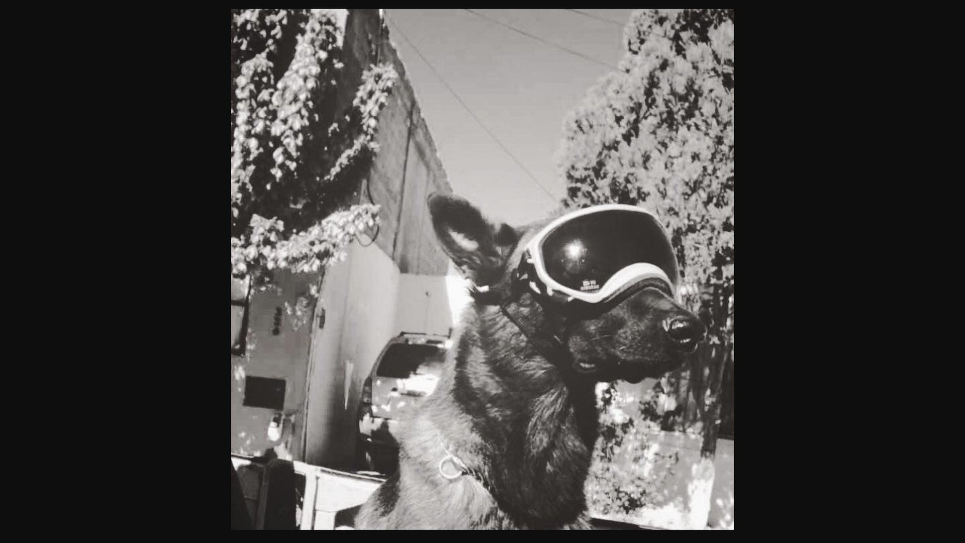 Murió Chichí, perro rescatista del 19S