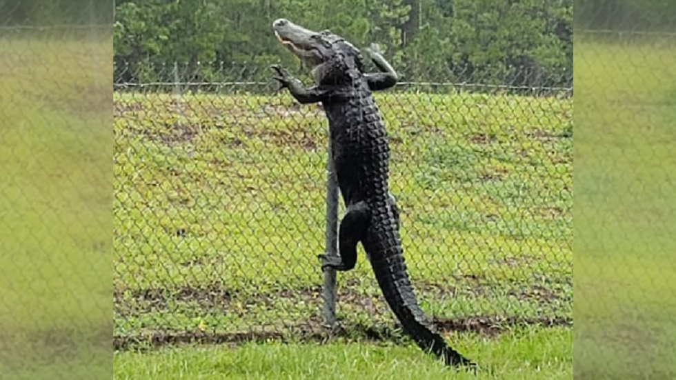 #Video Enorme cocodrilo salta valla en Florida