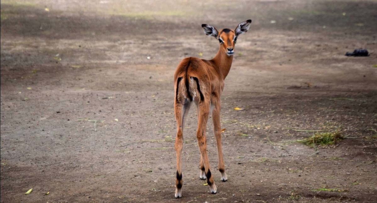 Nacen dos impalas en el Zoológico de Chapultepec - cria-de-impala-1