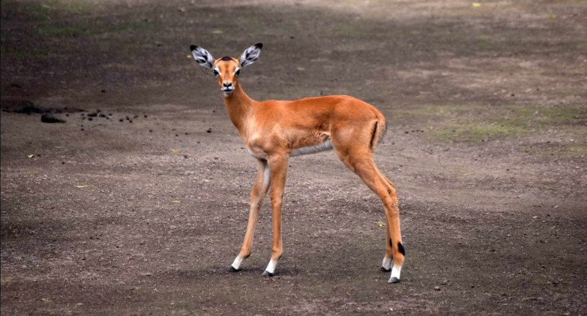 Nacen dos impalas en el Zoológico de Chapultepec - cria-de-impala