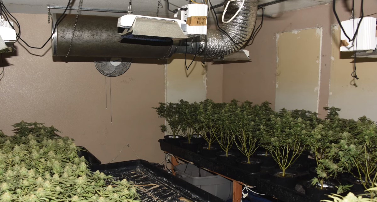 Muere tras desobedecer orden de policía en EE.UU.; no sabía inglés - cultivo-de-mariguana-en-casa-que-cuidaba-li-xi-wang
