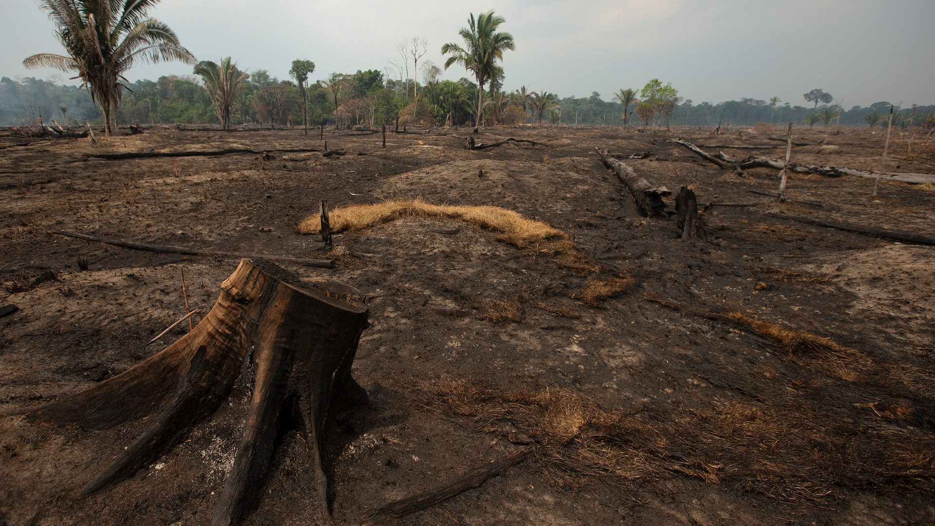 Jair Bolsonaro expide decreto en favor de la Amazonia Jair Bolsonaro expide decreto en favor de la Amazonia