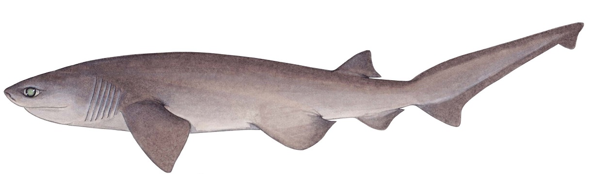 #Video Nuevas imágenes del tiburón milenario captado en las Bahamas - el-hexanchus-griseus