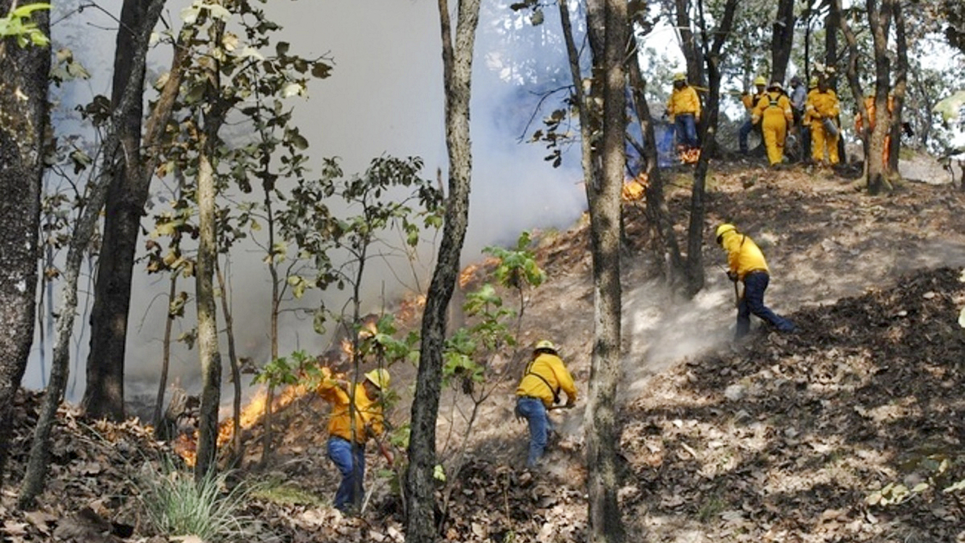 Liquidan al 100 por ciento incendio en Biosfera de Sian Ka’an