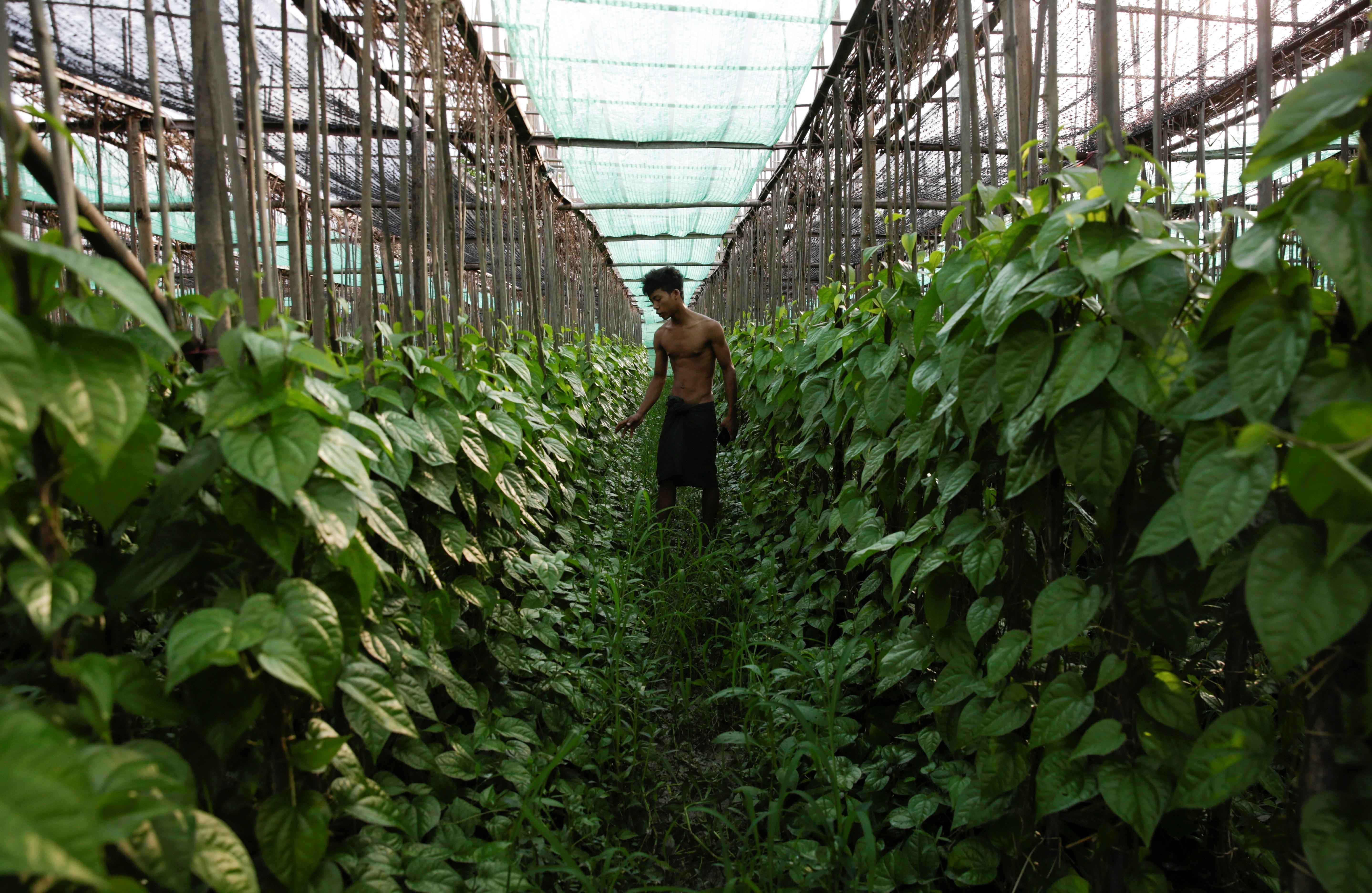 "Kun ya", el 'chicle' cancerígeno que no pasa de moda en Birmania - fe2183577648390aad1f3c63c8d592d0cfac1a96