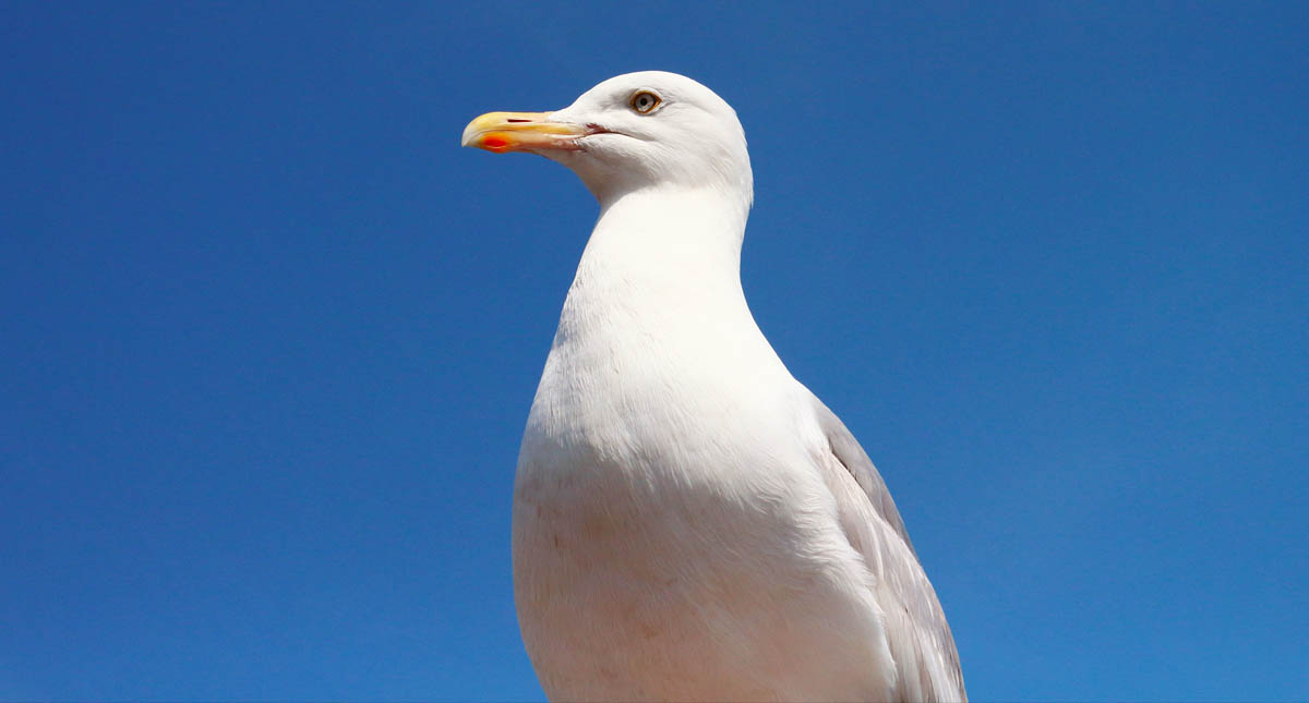 Gaviota roba paquete de droga y salva a presunto traficante en Suecia