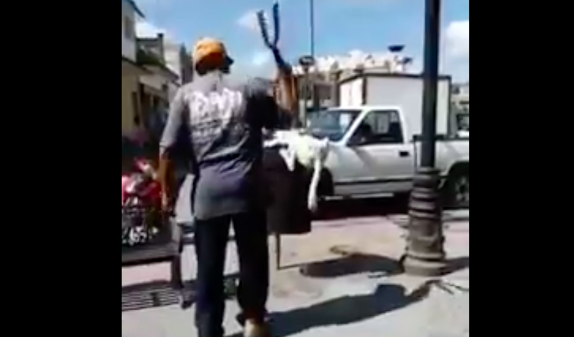 #Video Hombre corta cola a perro con tijeras de podar