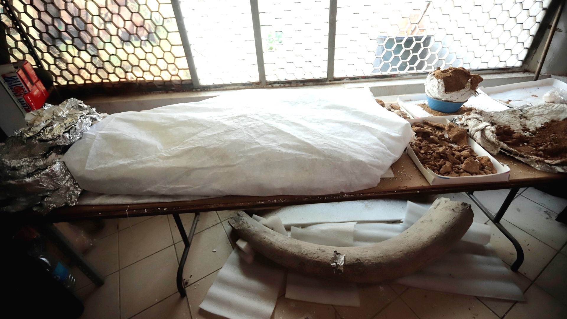 Mamut de 13 mil años refleja riqueza paleontológica de Jalisco - huesos-de-mamut