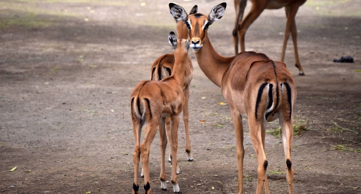 Nacen dos impalas en el Zoológico de Chapultepec