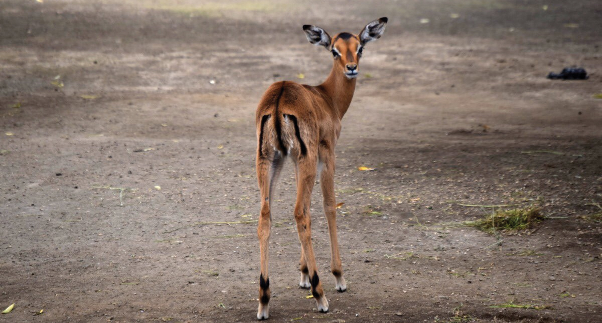 Esperan nacimiento de un ejemplar de impala en el Zoológico de Chapultepec