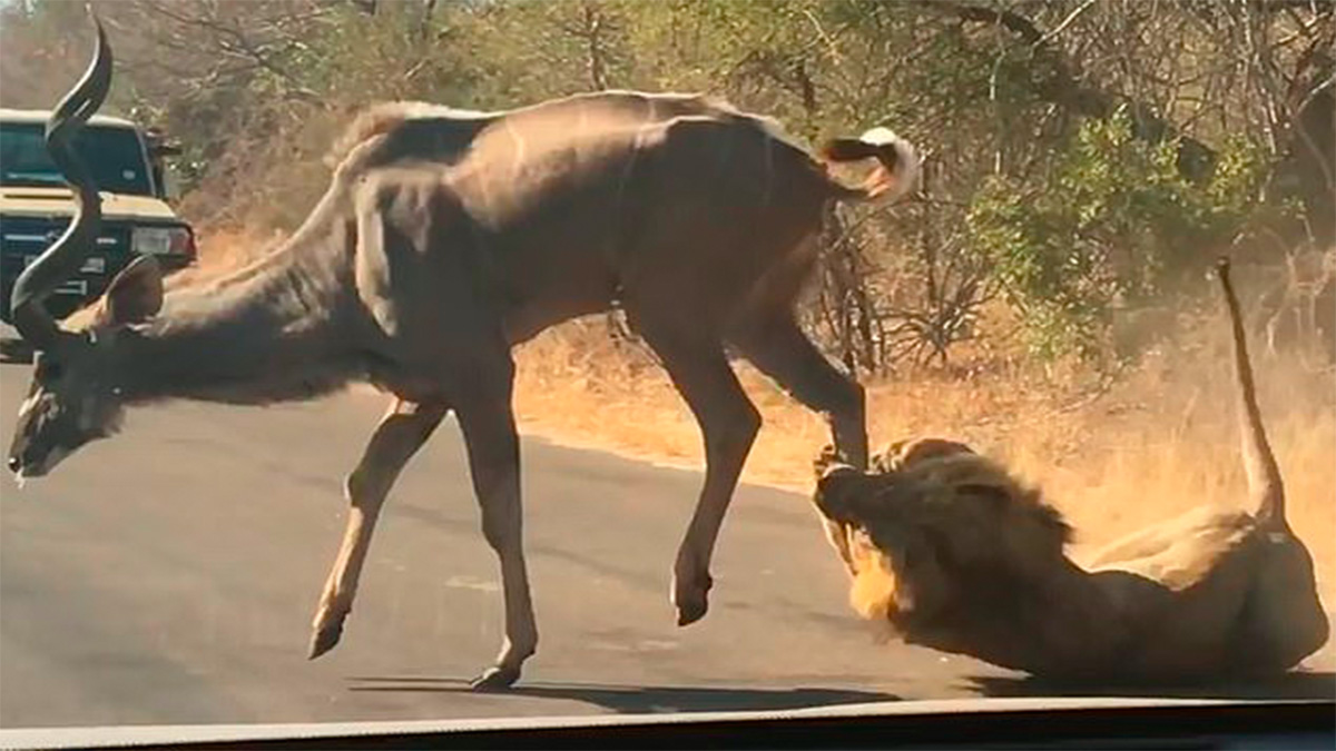 #Video León caza antílope frente a turistas en Sudáfrica
