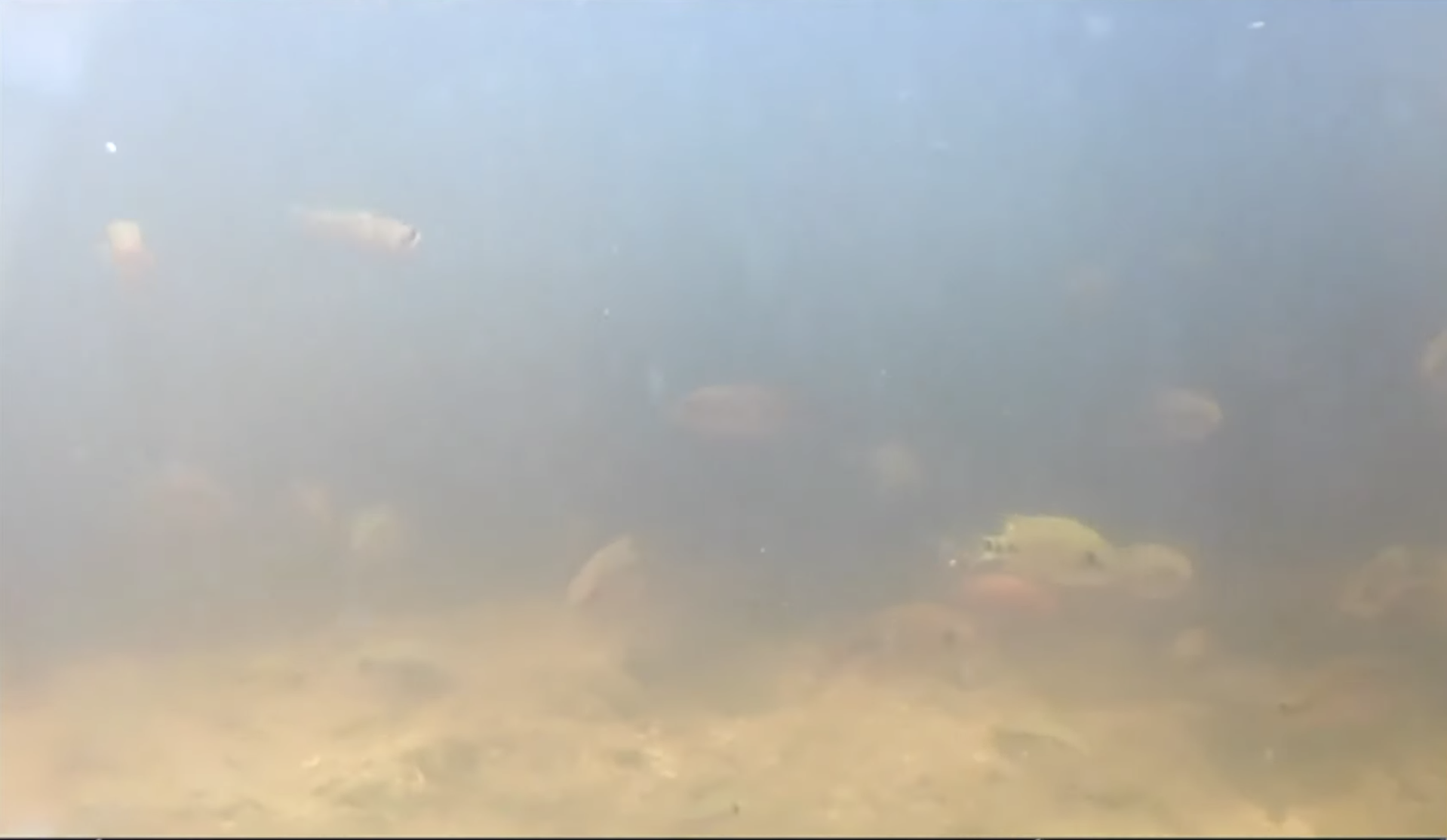 Limpieza en manglares de Yucatán; basura en manglares de Yucatán