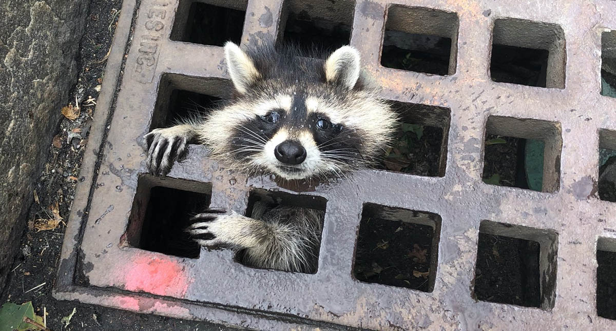 Bomberos liberan a mapache atorado en rejilla en Massachusetts