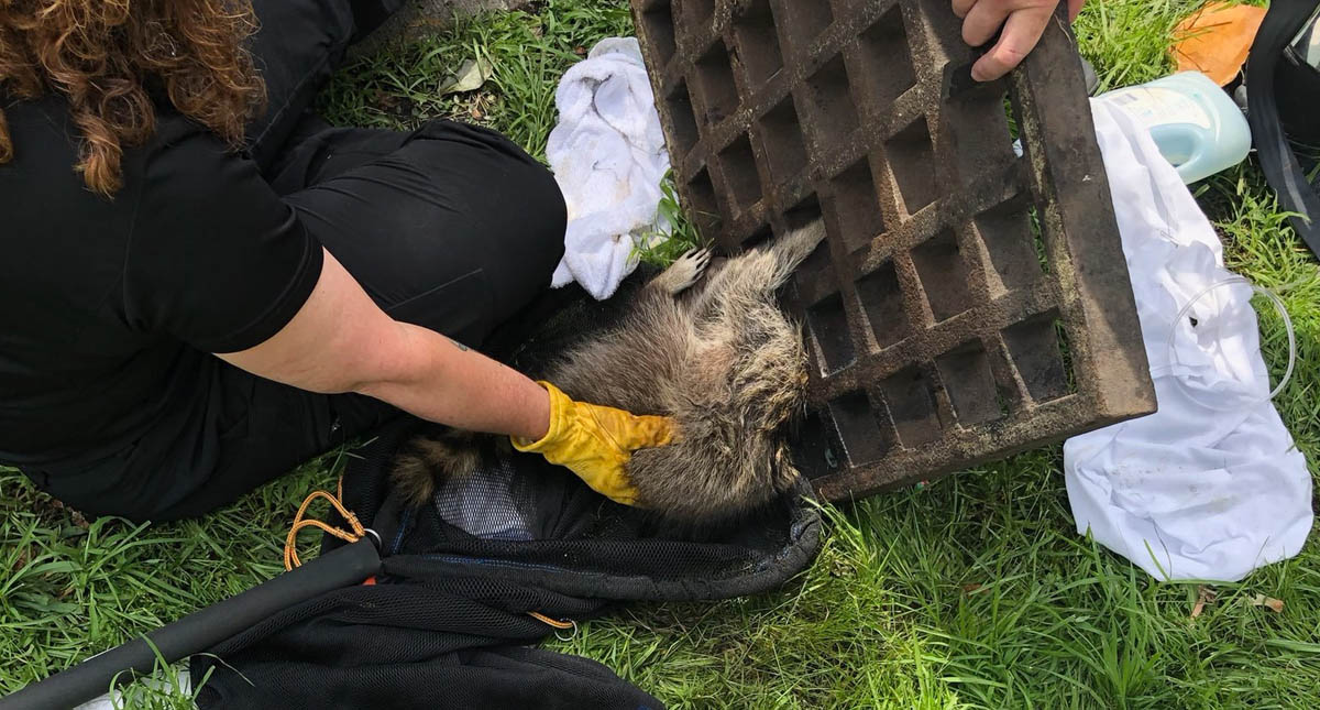 Bomberos liberan a mapache atorado en rejilla en Massachusetts - mapache-atorado-rescate-2
