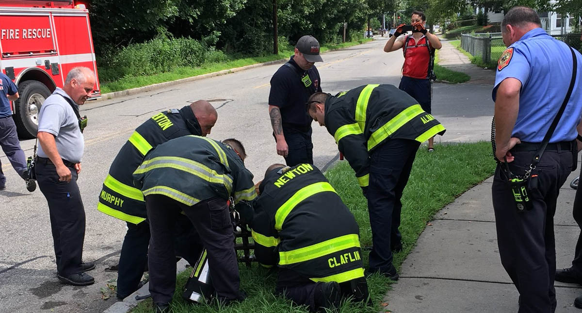 Bomberos liberan a mapache atorado en rejilla en Massachusetts - mapache-atorado-rescate-3