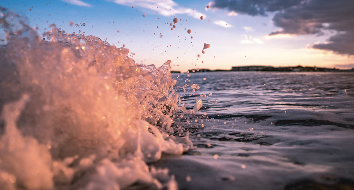 Actividad humana provocó la extinción de cinco especies marinas