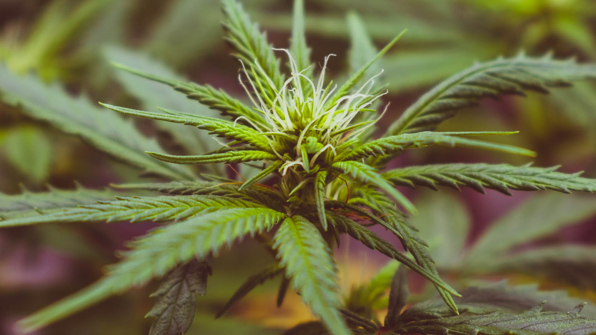 Consumo de mariguana registra aumento significativo en México