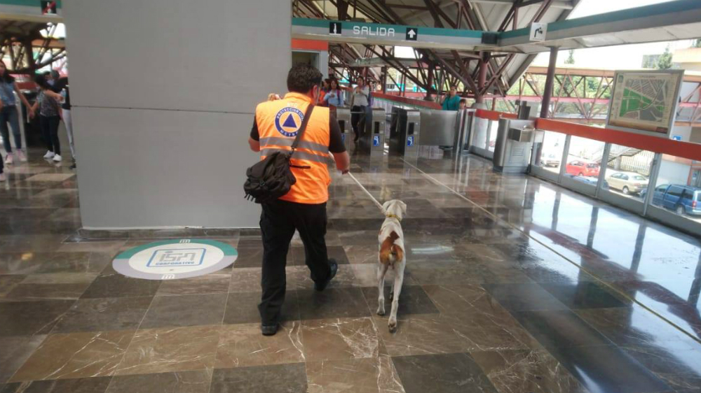 Metro busca hogar para 30 perros rescatados de las vías