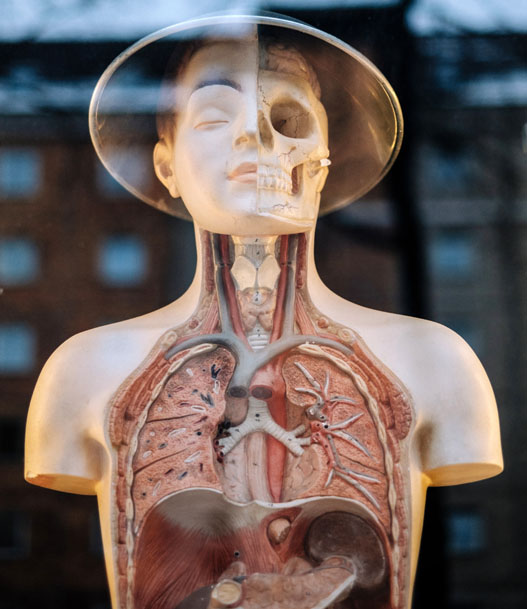 Mueren 20 personas al día en México en espera de un trasplante - modelo-de-la-anatomia-del-cuerpo