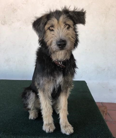 Disney lanza póster del live action de "La Dama y el Vagabundo" - monte-perro-cruza-de-terrier