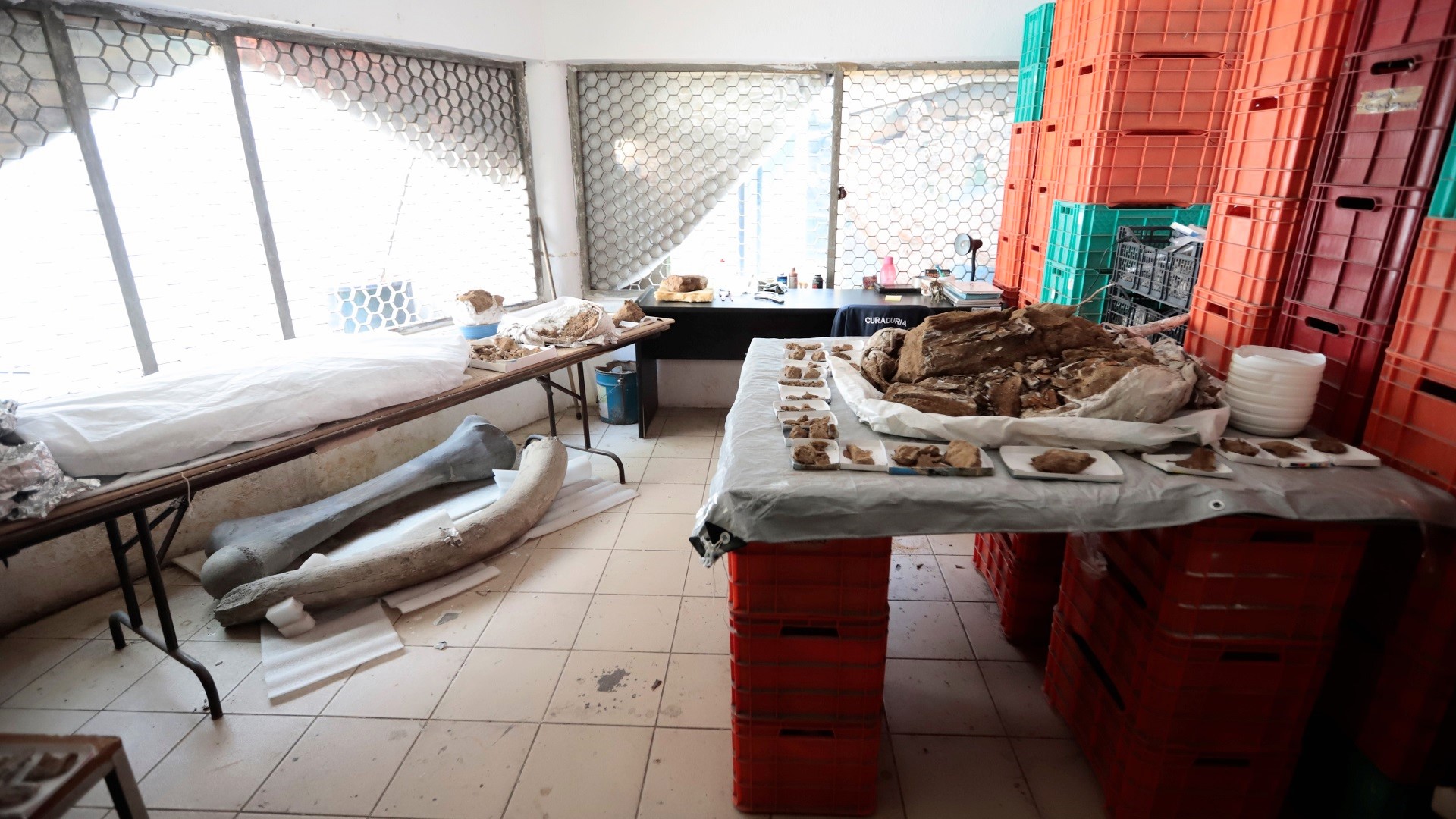 Mamut de 13 mil años refleja riqueza paleontológica de Jalisco - muestras-paleontologicas