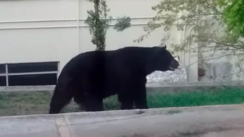 #Video Oso visita la Universidad Autónoma de Nuevo León
