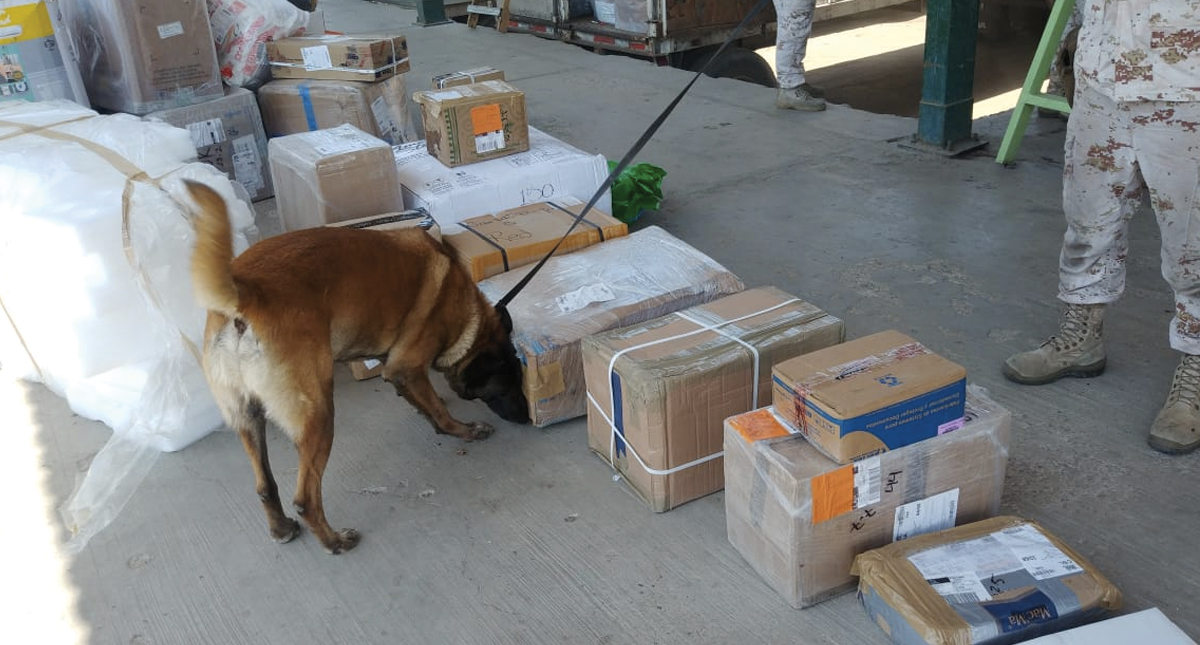 Decomisan droga con valor de más de 17 mdp en Baja california