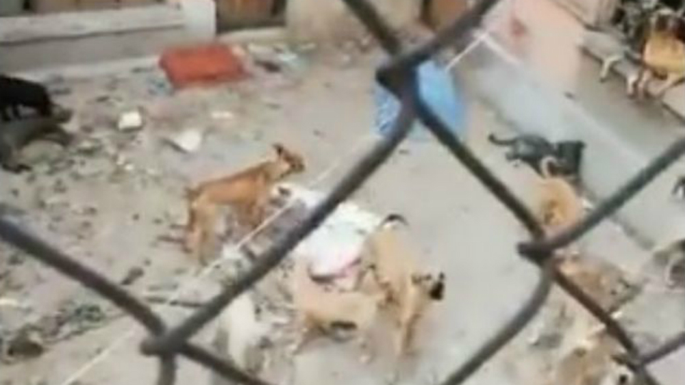 Autoridades de la Ciudad de México rescatan a perros maltratados en Lindavista