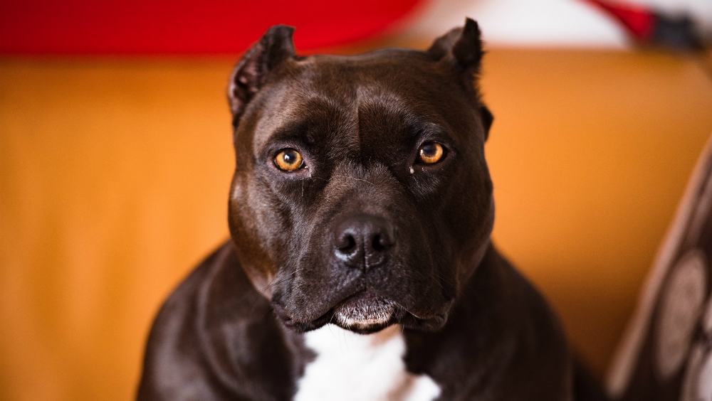 Muere niño en Brasil tras ser atacado por cuatro perros Muere niño en Brasil tras ser atacado por cuatro perros