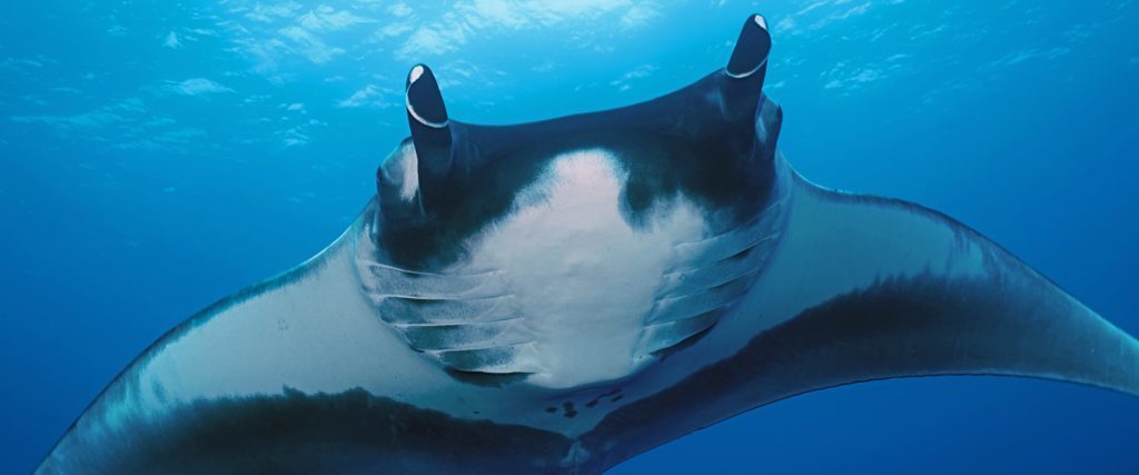 Los mejores lugares para bucear en México - revi