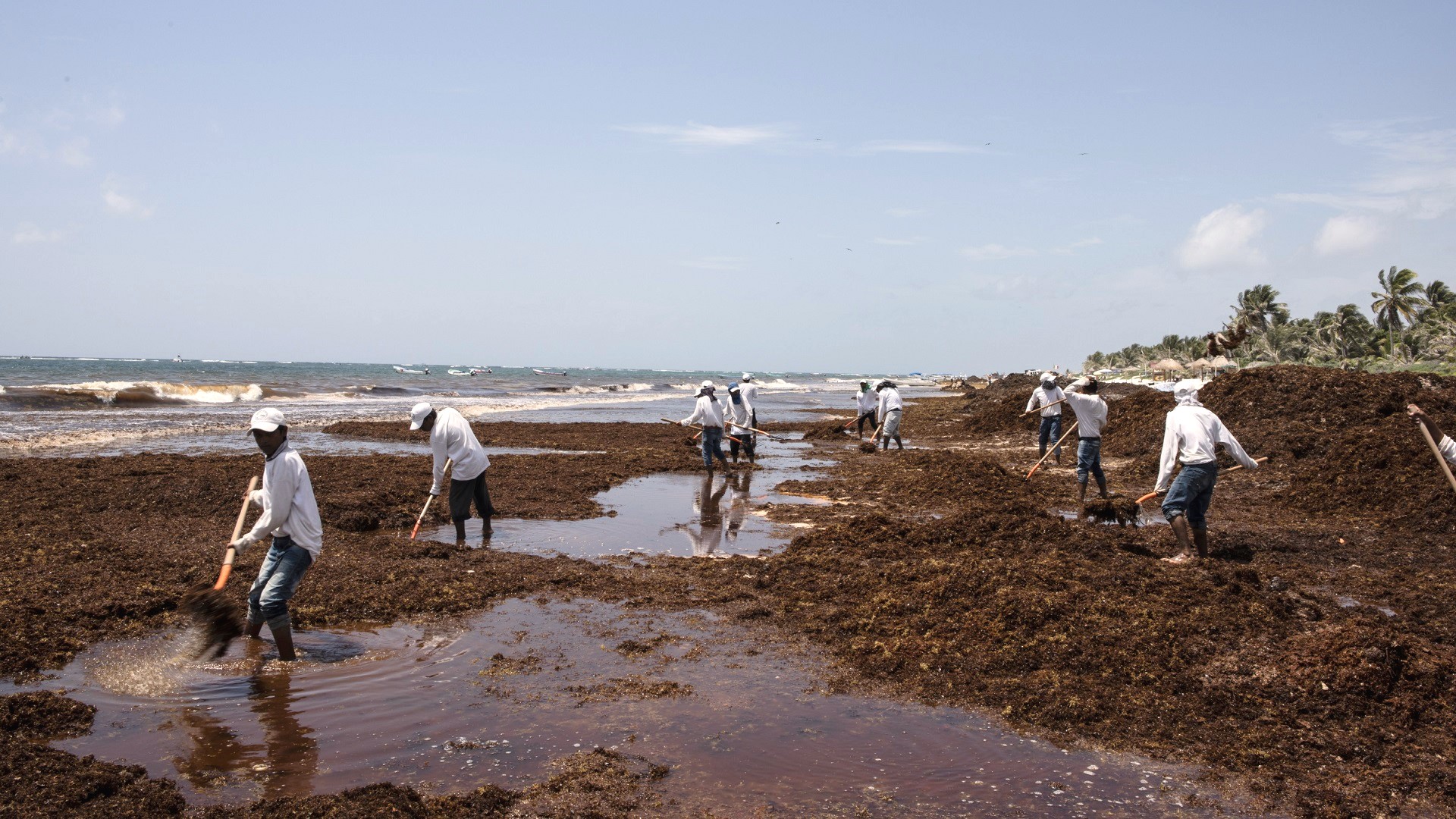AMLO asegura que se tiene la forma de enfrentar al sargazo en las playas