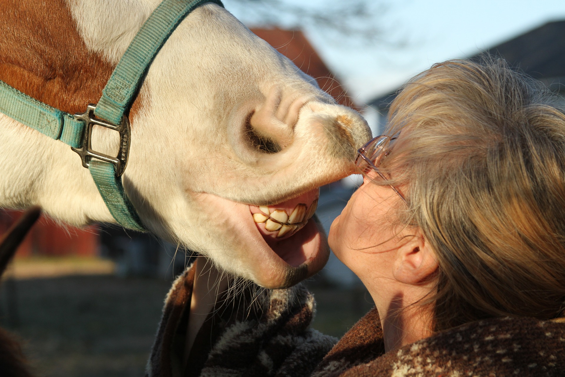¿Qué significa a caballo dado no se le ve colmillo? ¿Qué significa a caballo dado no se le ve colmillo?