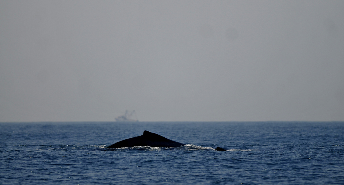 Episodios de altas temperaturas oceánicas ocurren con más frecuencia Episodios de altas temperaturas oceánicas ocurren con más frecuencia