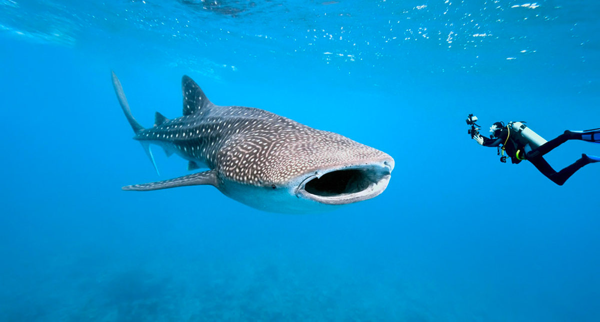 Filipinas identifica 104 nuevos ejemplares de tiburón ballena