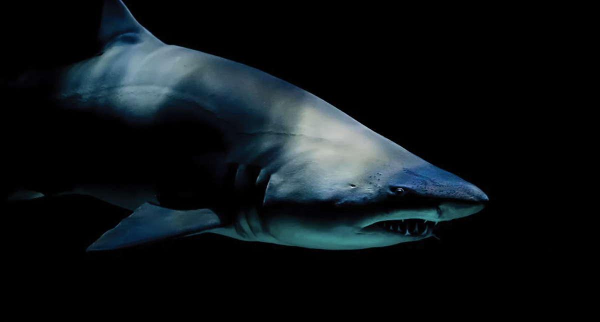 Confirman tres ataques de tiburones en 24 horas en Florida