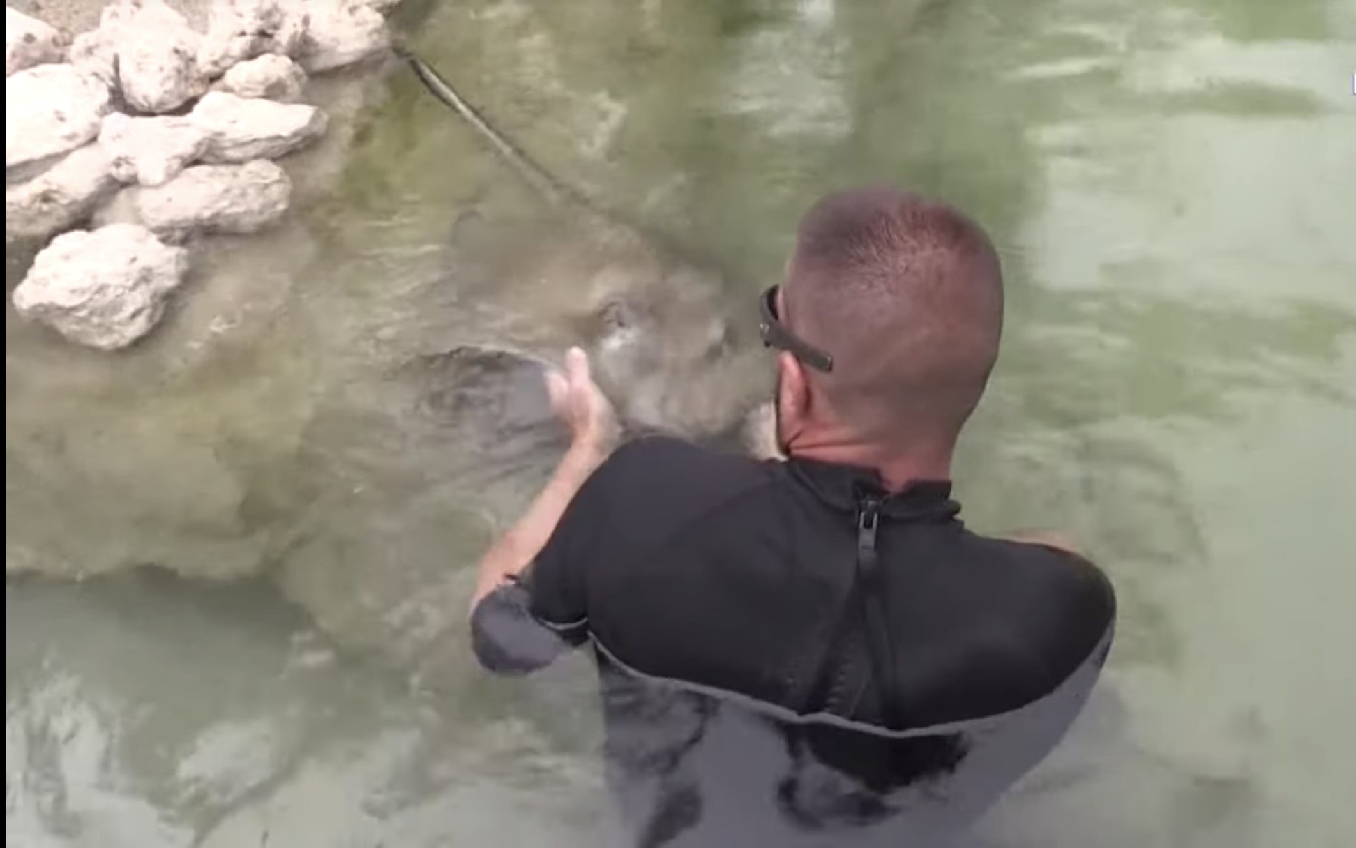 Invitan a interactuar con tiburones y mantarrayas