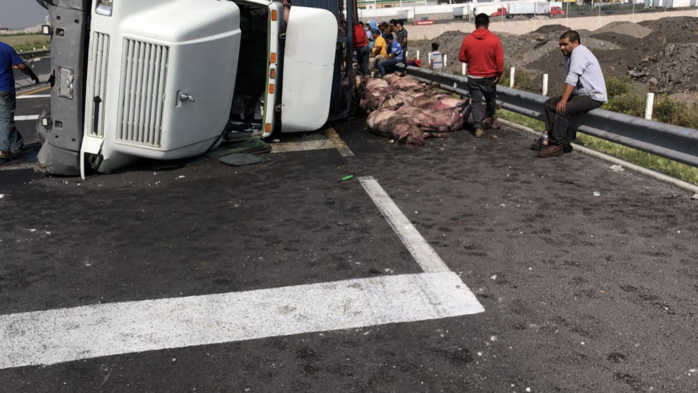Tráiler con cerdos vuelca en Circuito Exterior Mexiquense
