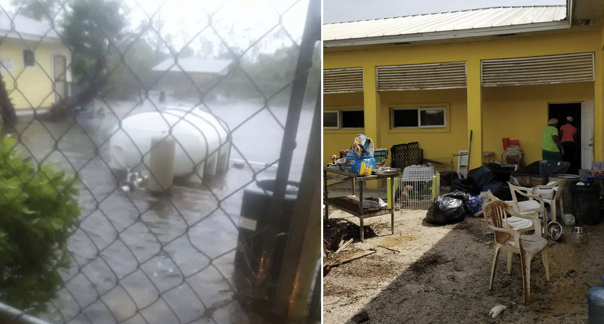 Mueren 220 perros y 50 gatos en albergue de Bahamas por Dorian - albergue-donde-murieron-perros-y-gatos