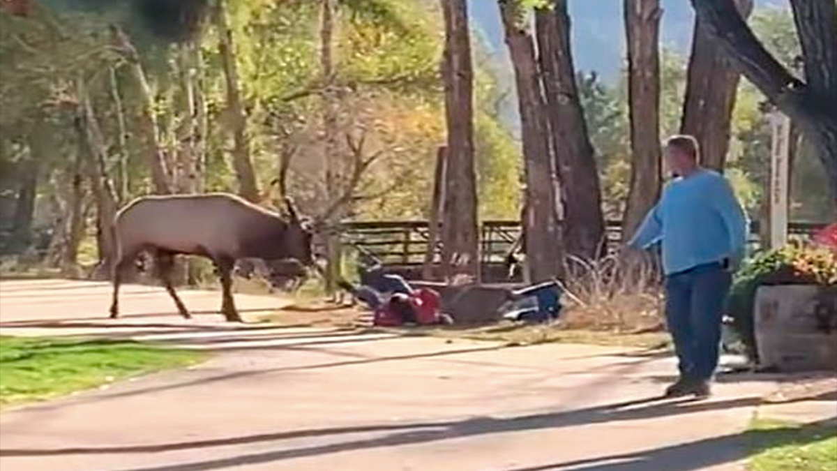 #Video Alce ataca a mujer en parque de Colorado