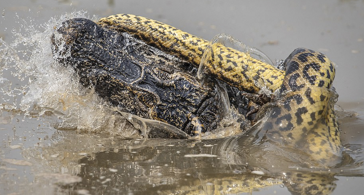 #Video Anaconda ataca a cocodrilo en Brasil