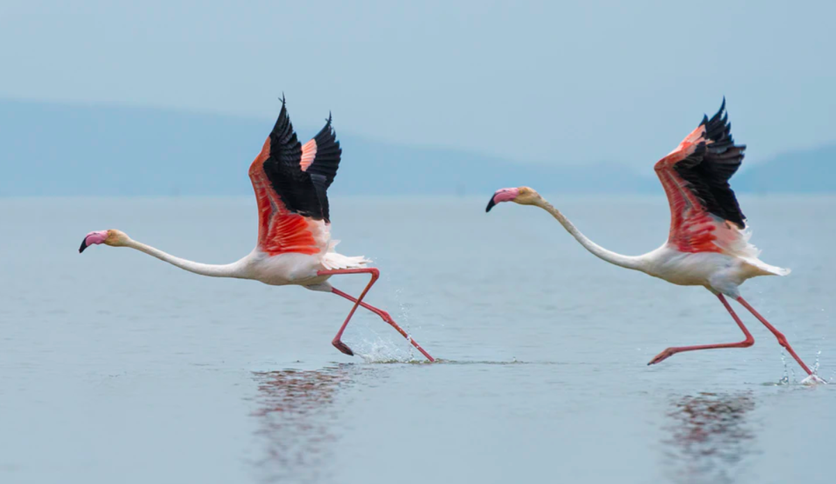 América del Norte perdió 3 mil millones de aves en casi 50 años