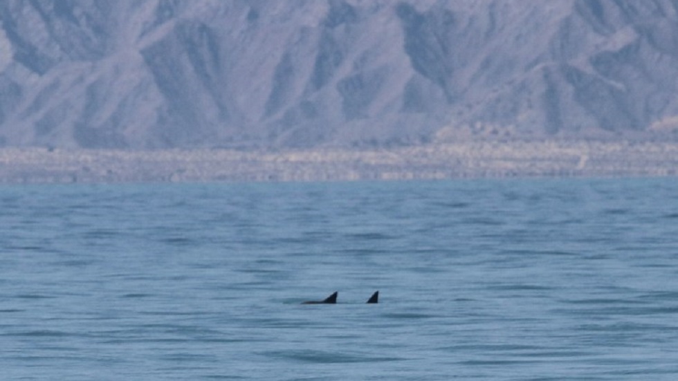 Avistan seis vaquitas marinas en el Golfo de México