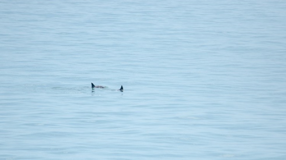 Avistan seis vaquitas marinas en el Golfo de México - avistamiento-de-vaquitas