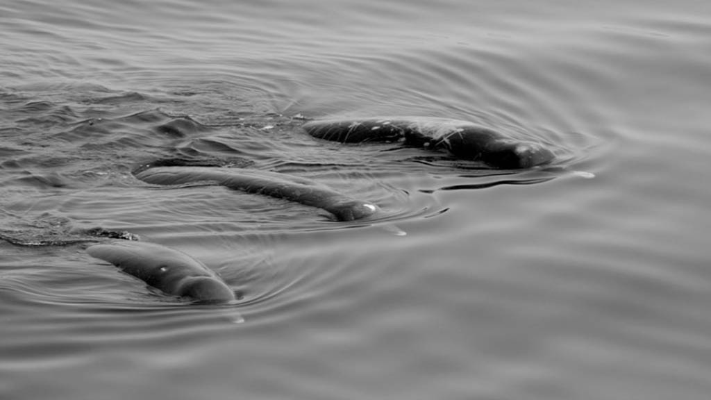 Confirman nueva especie de ballena en costas de Japón